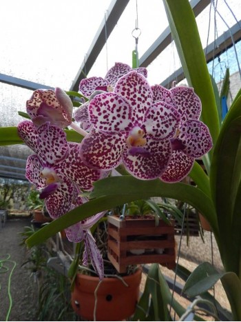 Ванда (Vanda kulwadee fragrance) Ванда (Vanda kulwadee fragrance)